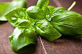 Rules of drying basil for the winter