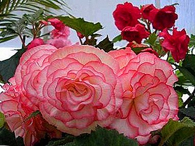 Rules for the care of the tuberous begonia at home and in the open field