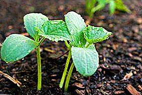 Rules for the care of cucumber seedlings after germination: step-by-step instructions for watering, feeding, pinching, picking, hardening and transplanting