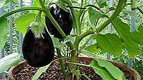 Regels voor het kweken van aubergines uit zaden thuis: de keuze van de variëteit, wanneer zaaien, aanbevelingen voor de verzorging van het raam, balkon, kas