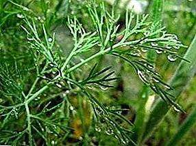 Rules of growing dill on your site