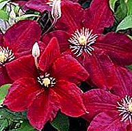 La poda adecuada de clematis estimula la floración exuberante