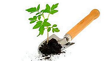 El suelo adecuado para plantar tomates. ¿Qué tipo de tierra ama un vegetal, agrio o alcalino? ¿Es posible hacer el suelo por ti mismo?