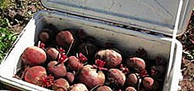 Proper preparation of beets for storage for the winter: how to cut and can I wash?