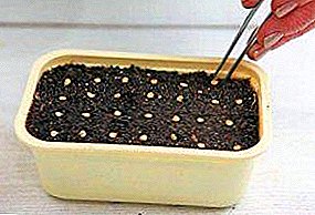 Correct planting of pepper for seedlings: when to sow, how to select and reject seeds, tips on planting schemes, care for young shoots