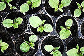 Siembra adecuada de semillas de pimiento y berenjenas: cuándo sembrar, cómo evitar picos, cómo regar y cuidar.