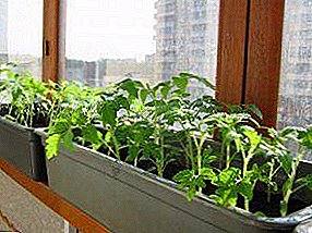Proper cultivation of peppers from seeds at home: how to choose seeds and grow seedlings on the window