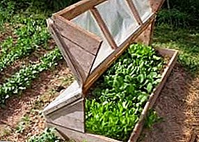 A great alternative to a costly greenhouse: mini-greenhouse