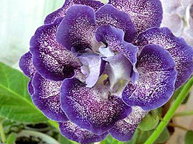 Gloxinia Shagane est le meilleur représentant des plantes. Une fleur pour ne pas détourner le regard!