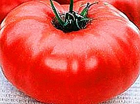 درجة عالية من طماطم ميكادو: وصف الطماطم المفضلة لسكان الصيف