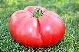 Puikus pomidorų pasirinkimas mėgėjų sodininkui - „Korneevsky Pink“: elegantiškas ir naudingas