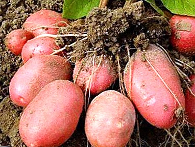 Europäische Asterix-Kartoffeln: Sortenbeschreibung, Foto, Eigenschaften