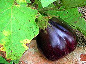 Årsaker til sykdommer av eggplantplanter og deres kontroll: bilder av berørte planter, forebyggende tiltak