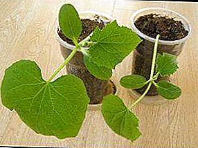 The reasons why cucumber seedlings stretched out, what to do and how to remedy this situation