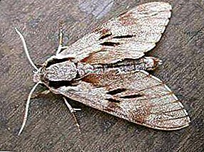 The reasons for the appearance of the moth: where it comes from in the apartment, from what appears in the kitchen, how to find it at home