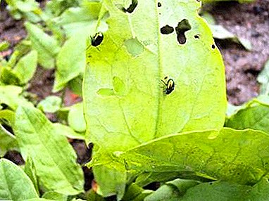 Zaļo bugu cēloņi skābenēm. Kā ārstēt augu un kā novērst draudus?