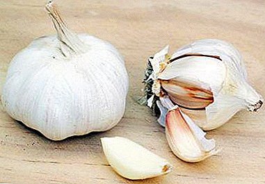 Causes of allergy to garlic in adults and children, as well as how to cope with the disease?