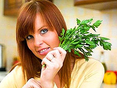Use of parsley for menstruation: decoctions and infusions, how to cook and how to drink?