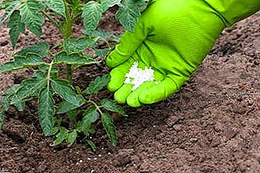 Aplicação de fertilizantes para tomates: Malyshok, Red Giant, Mage Bor e outros