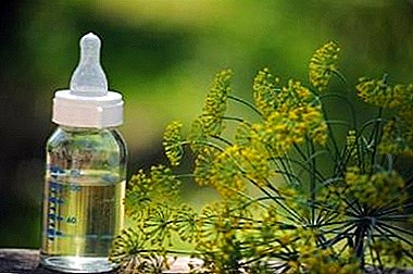 The use of dill for a newborn: is it helpful, is there a limit, how to brew seeds and other nuances