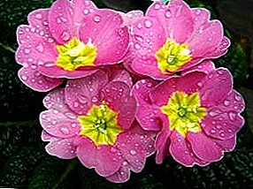 Garden primrose - one of the beautiful perennials