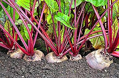 Principles of crop rotation: what can be planted after beets, next to the crop and which predecessors are suitable for it?