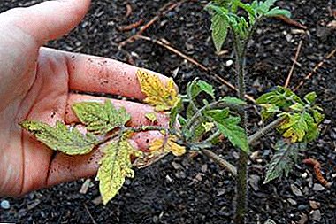 مبادئ زراعة الطماطم - ماذا تفعل إذا ماتت شتلات الطماطم؟ نصائح عملية البستانيين