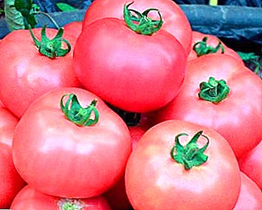 Anerkanntes Haustier der Gärtner - Tomaten-Grad-Rosa-Backen