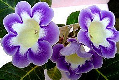 Problems with gloxinia: why blacken, dry up, rot and buds do not open?