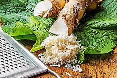 Disease prevention and treatment of potency with the help of horseradish: how is the plant beneficial for a man's body?