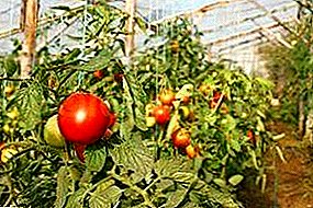 Culture industrielle de la tomate en serre en tant qu'entreprise: avantages et inconvénients