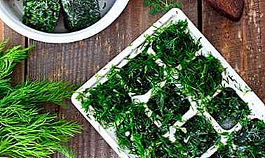 Simple and quick ways to freeze dill for the winter in the refrigerator. Storage tips