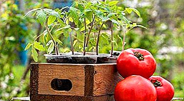 Simple and effective ways to prepare the soil for tomato seedlings.