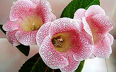 A simple and effective method of breeding gloxinia - from the leaf. Planting and care
