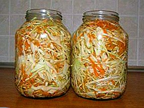 Proven recipes and subtleties salting cabbage in cans