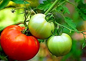 Kontrolované odrody šalátového typu - Staroselsky paradajka: popis, foto, odporúčania pre starostlivosť