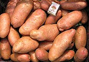 American-testad potatis: sortbeskrivning, foto, karaktärisering