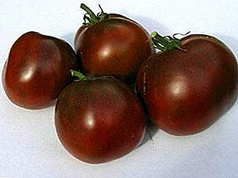 Bewährte Black Prince-Tomate: Sortenbeschreibung, Eigenschaften, Anbau, Foto