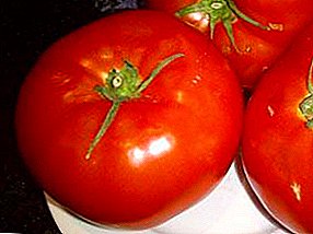 Kumir tomat kontrolleres af alle: Beskrivelse af en karakter og hemmeligheder ved dyrkning af tomater