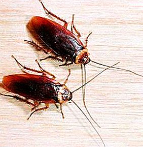 Baleen nicknames: from "Stasik" to "Felix"! Cockroaches Prusaks - the story of the invasion of Russian beetles