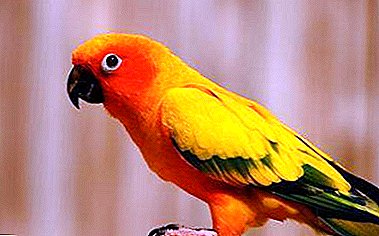 Het dieet van papegaaien: is het mogelijk dat ze dille en wat gebeurt er als je het geeft?