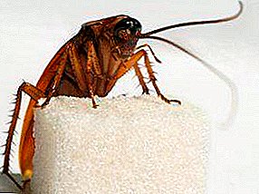 The diet of cockroaches: what they eat, what kind of mouth apparatus they have and what dangers they bear