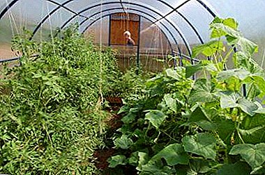 합리적인 환경 : 오이와 토마토를 같은 온실에 함께 심고 어떻게 처리 할 수 ​​있습니까?