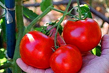 El grado híbrido temprano de un tomate "Morozko" posee una excelente productividad