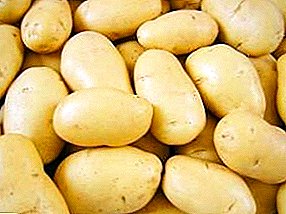 Soiuri de cartofi de maturitate timpurii Latona: gust excelent, randament ridicat