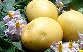 مجموعة متنوعة من البطاطا المبكرة الناضجة "ناتاشا" - خصائصها ووصفها ، صورتها
