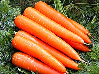 Early ripe carrot variety Laguna - an ideal crop for planting in regions with short summers