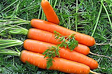 Variedad de zanahorias maduras tempranas Tushon. Descripción, diferencias, cultivo.