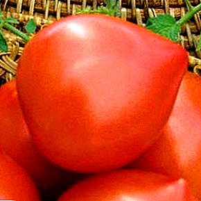 Tidig mogen tomat "Hali-Gali": Karaktäristisk och beskrivning av sorten, odling, foto av frukt