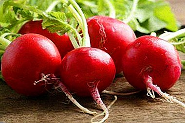 Early radish Zarya: description with photo, cultivation and similar varieties